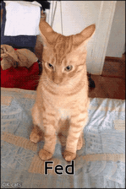 Fed Cat GIF - Fed Cat Orange Cat GIFs