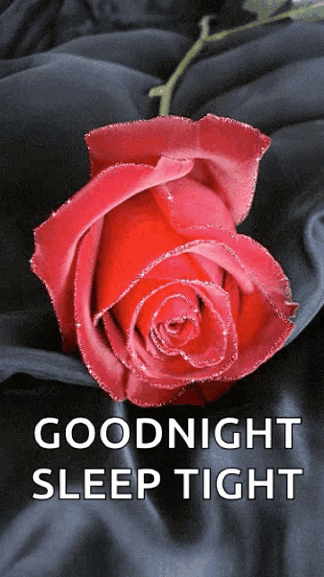 a red rose with the words goodnight sleep tight written below it