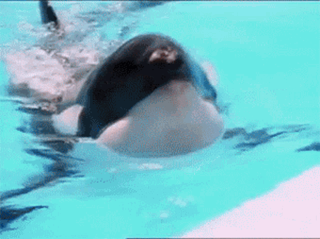 Orca Kiss GIF - Orca Kiss Orca Whale GIFs