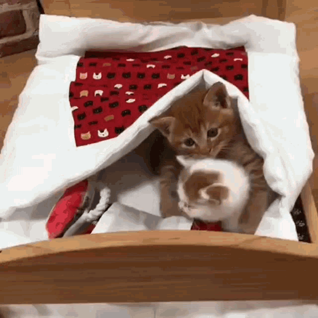 Cat Meow GIF - Cat Meow Hug Cat GIFs