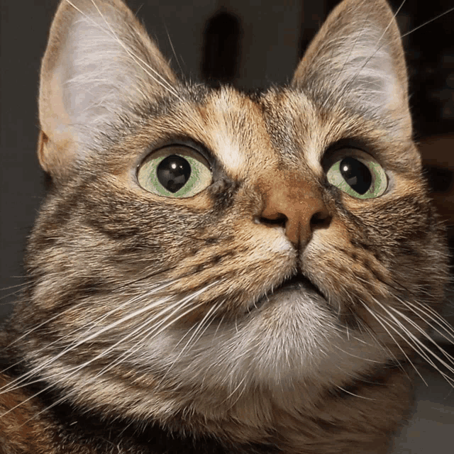 a cat with green eyes is looking up at the camera
