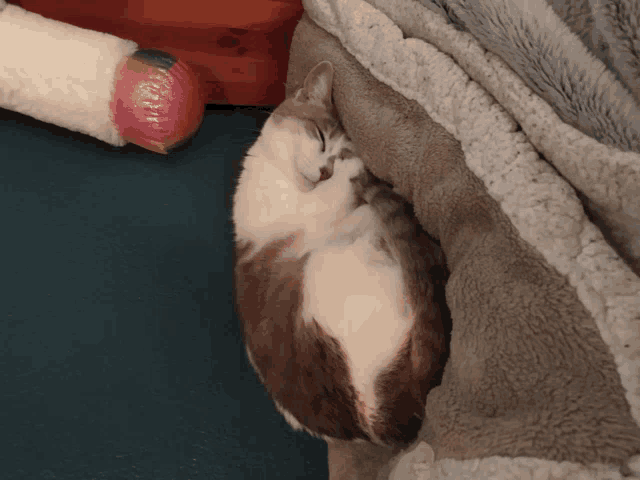 a brown and white cat is curled up on a blanket