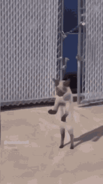 Naix Te Dance GIF - Naix Te Dance Cat GIFs