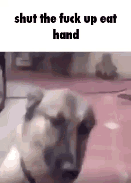 a dog is sitting on a pink floor with the words `` shut the fuck up eat hand '' written on it .