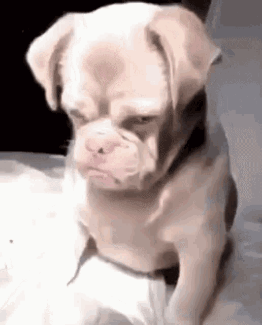Kensleeze Dog GIF - Kensleeze Dog Mad GIFs