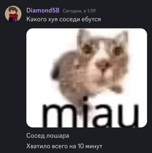a picture of a cat with the word miau written below it