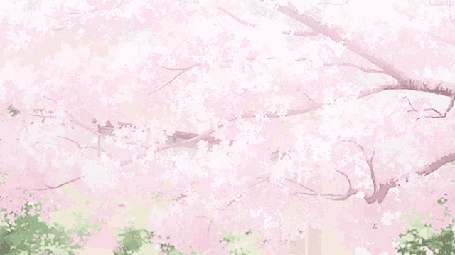 a cherry blossom tree with pink flowers and green leaves
