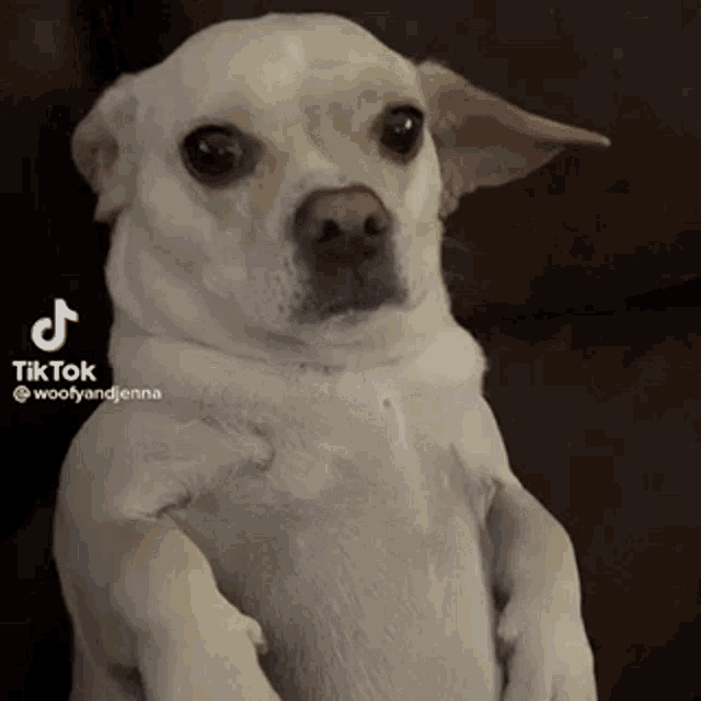 a small white dog is standing on its hind legs and looking at the camera with a tiktok logo in the corner .