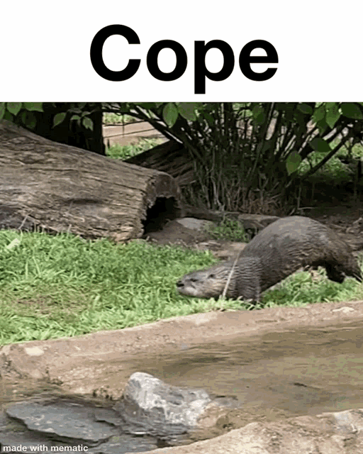 a picture of an otter next to a log with the word cope above it