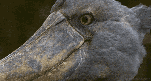 a close up of a bird with a large beak and a big eye