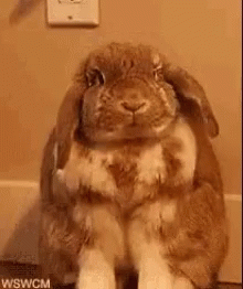 Hahaha No Bunny GIF - Hahaha No Bunny GIFs
