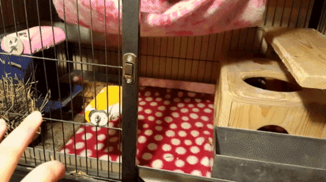 How To Potty Train A Chinchilla GIF - How To Potty Train A Chinchilla GIFs