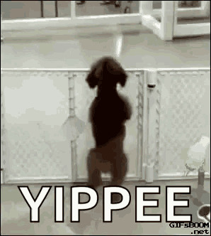 a dog is standing on its hind legs in front of a fence and the word yippee is on the screen .