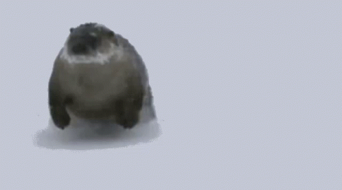 This Is The Way Otter GIF - This Is The Way Otter Sliding GIFs