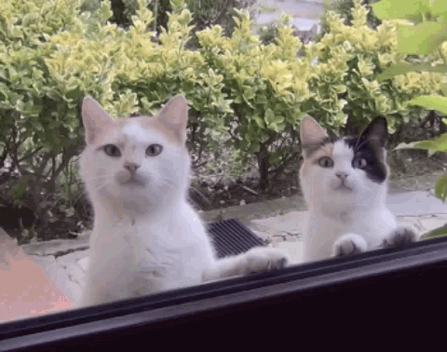 Cats Stare Stare GIF