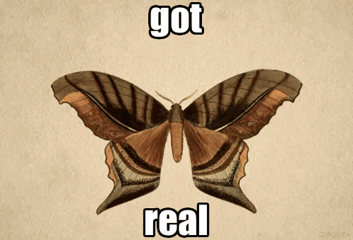 Moth Got Real GIF - Moth Got Real Real GIFs