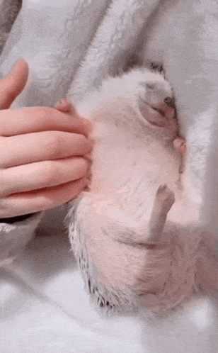 a person is petting a hedgehog laying on its back