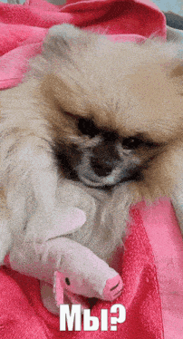 a pomeranian dog is laying on a pink blanket with a stuffed animal in its paws