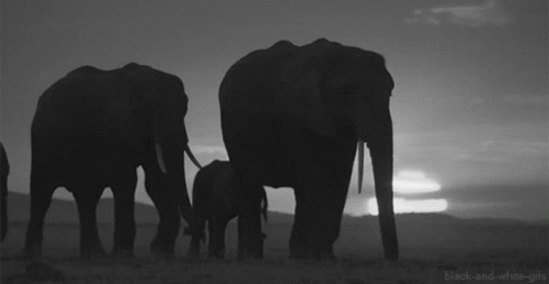 Elephant Animal GIF - Elephant Animal GIFs