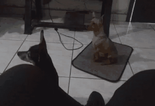 a small dog sitting on a mat next to another dog