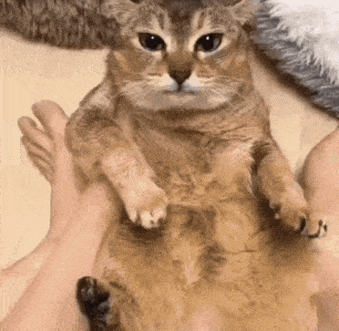 a cat is laying on top of a person 's lap .