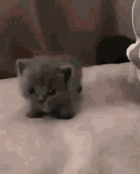 Lilcuteguylookathimgosocutewow Kitty GIF - Lilcuteguylookathimgosocutewow Kitty Cat GIFs
