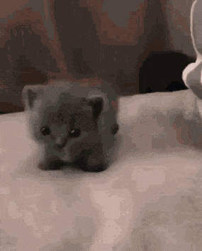 a kitten is walking on a bed next to a stuffed animal .