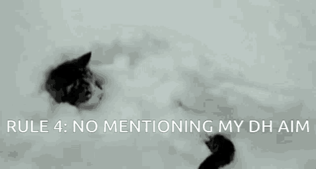a cat laying in the snow with rule 4 no mentioning my dh aim written below it