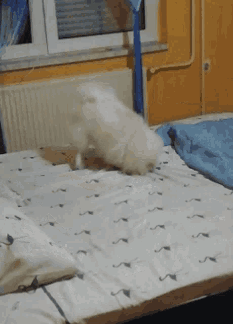 Coco Dog GIF - Coco Dog Pomeranian GIFs