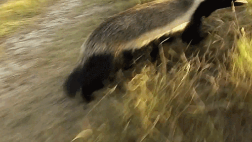 Honey Badger Angry GIF - Honey Badger Angry Attack GIFs