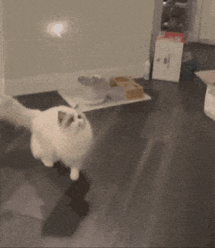 a fluffy white cat is walking on a dark wooden floor