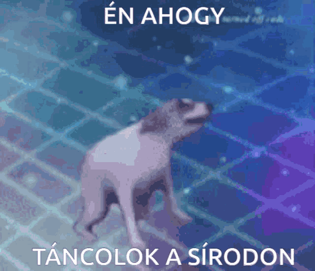 a picture of a dog in a pool with the words en ahogy