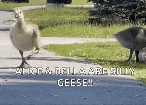 a goose walking down a sidewalk with the words " alice & bella are silly geese " above it