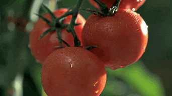 a person holding three tomatoes in their hands