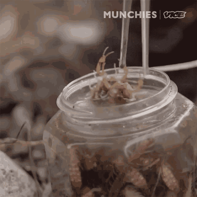 Scorpions Trying To Escape GIF - Scorpions Trying To Escape Putting Back In Container GIFs