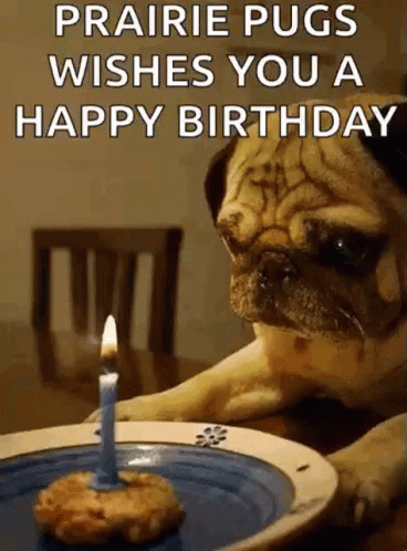 Happy Birthday Pug Prairie Pugs GIF - Happy Birthday Pug Prairie Pugs Candle GIFs