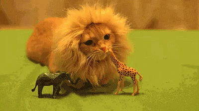 King Of The Jungle GIF - Cute Cat Kitty GIFs