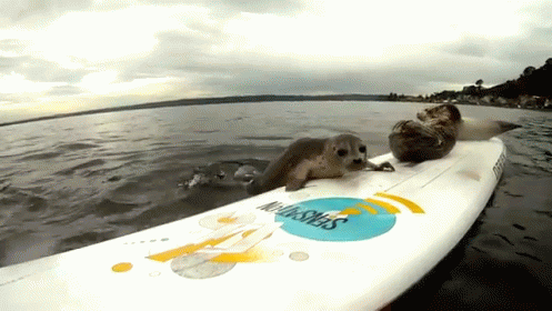 Try Try Again GIF - Animals Seals Fail GIFs