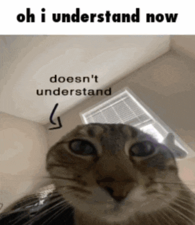a picture of a cat with the caption oh i understand now doesn t understand