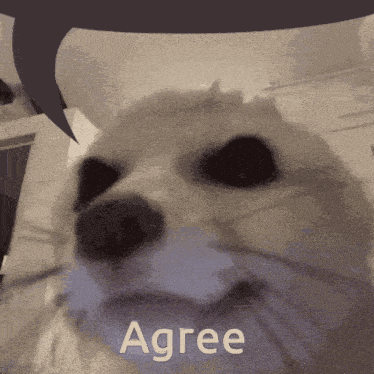 a close up of a dog 's face with a speech bubble that says agree