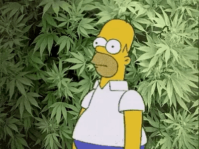 homer simpson standing in front of a marijuana plant