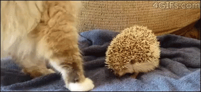 Cat Hedgehog GIF - Cat Hedgehog GIFs