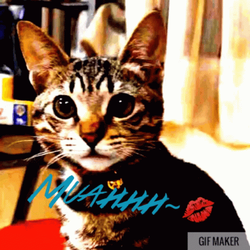 Muah Cat GIF - Muah Cat Cute GIFs