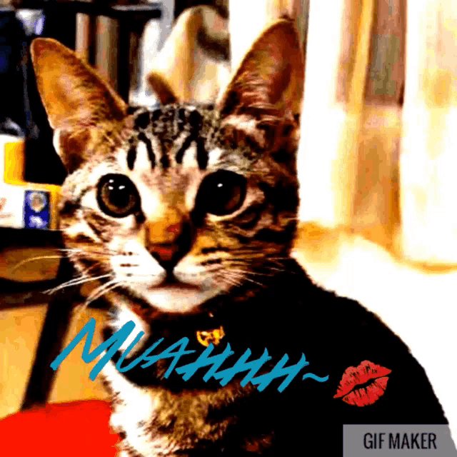 a gif of a cat with the words muahhh written on the bottom
