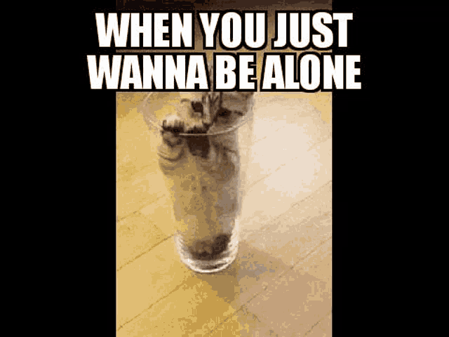 a kitten is sitting in a glass of water .