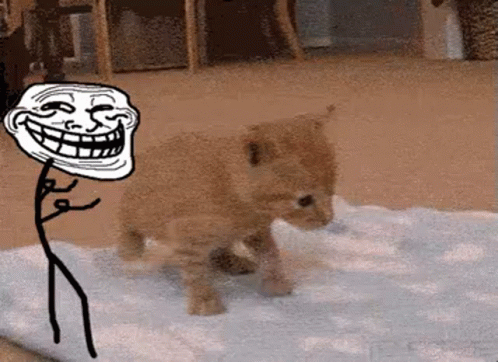 Troll Cat GIF - Troll Cat Fall Over GIFs