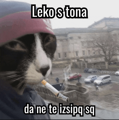 a cat wearing a red adidas hat is smoking