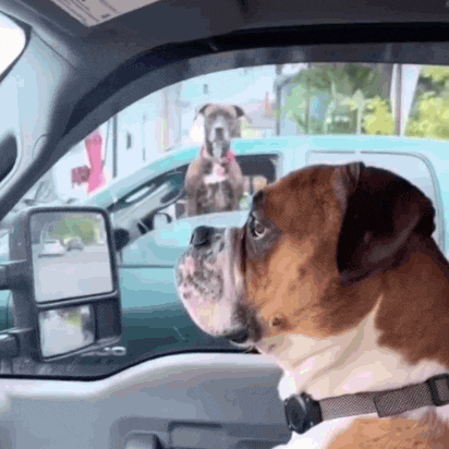 two dogs are looking out of a car window