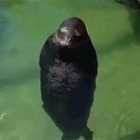 Seal Seals GIF - Seal Hey There Swimming GIFs