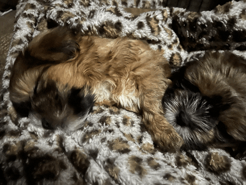 two dogs laying on a blanket with a leopard print